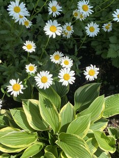 Старые видео 