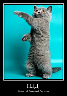 Демотиваторы: 91-100