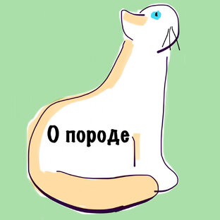 Об экзотической короткошёрстной породе