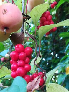 Всё про сад