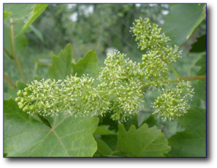 Агротехнические мероприятия на винограднике