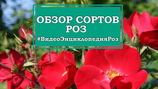 ЭНЦИКЛОПЕДИЯ РОЗ (идеальные розы для 5 климатической зоны)