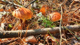 ДАРЫ ЛЕСОВ НАШИХ!