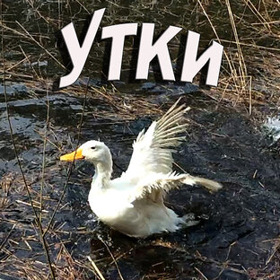 Утки