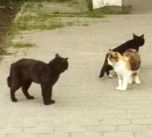 Кошки нашего двора