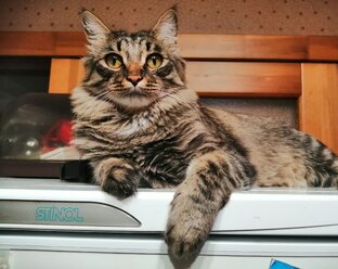 Кот Жорик и его приключения!