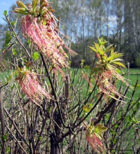 Притча о сеятеле