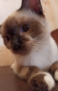 Брянские котики ищут дом!