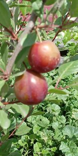 Плодово-ягодный сад. 🍇🍐🍒🍑🍎