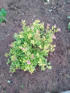 Кустарники