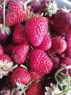 Дачный сезон в Крыму