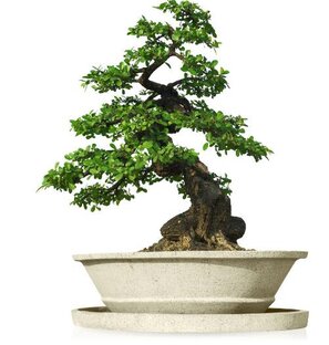 Бонсай из Мирта