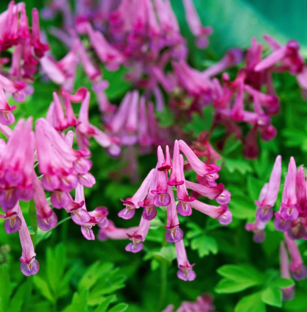 Многолетние цветы для всех сезонов