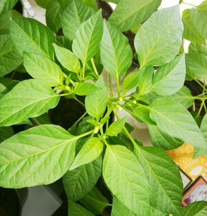 Огород на подоконнике