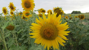 Цветочки.🌷🌺