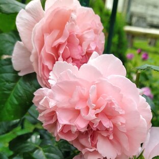 Статьи о розах