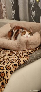Кристи наша трехцветная кошечка