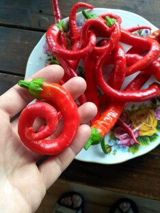 Овощная коллекция