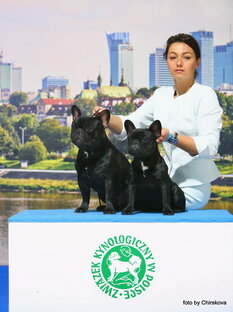 Выставки французских бульдогов