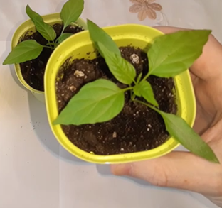 Выращивание рассады без пикировки