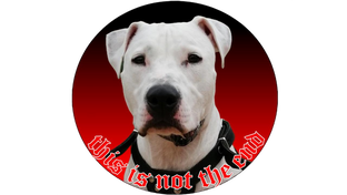 Pitbull Pete или не лёгкая жизнь в России!