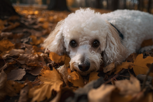 Фотореализм