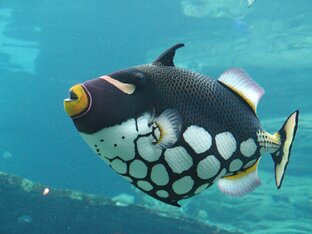 Морская рыба