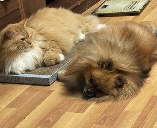 Тимоша и Рыжик