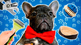 УХОД за французским бульдогом