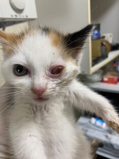 История  четырех котят, найденных в поле. 