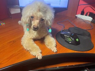 Рассказы той пуделя Витаминки.🐩💖