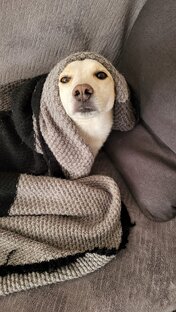 Вечерние посиделки и полежалки🧡🧡🧡