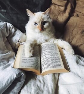 Статьи про котиков