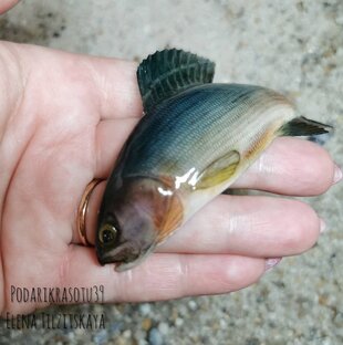 Рыба из полимерной глины 