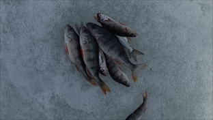 Сезон рыбалки 2023