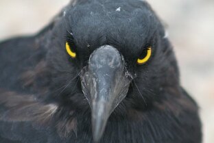 Типичная история 