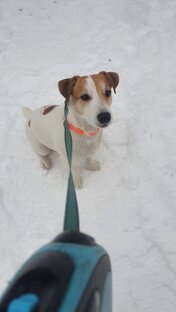 Собака по кличке Буч) 