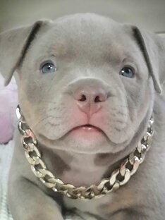  внук АНТРЕА БУЛЛС ИНФАНТА