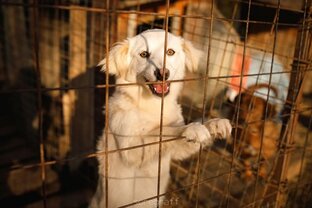 Детки в клетке