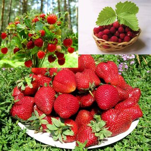 КЛУБНИКА
