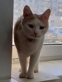 Мы и животный мир