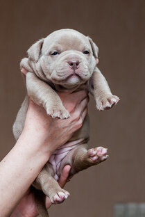 Щенки Американского булли