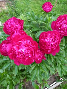 Женщины революции