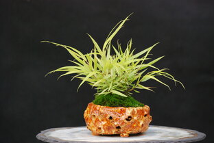 Кусамоно