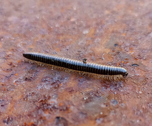 Лесные гады