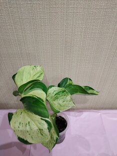 Мои новинки