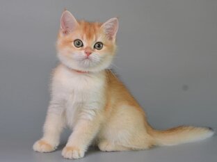 Британские котята золотая шиншилла