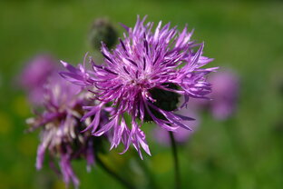 ДИКИЕ ТРАВЫ