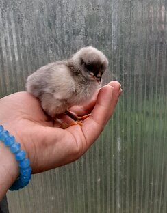 Вести из курятника