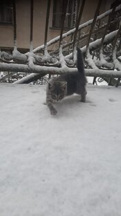 Жизнь домашнего Барсика